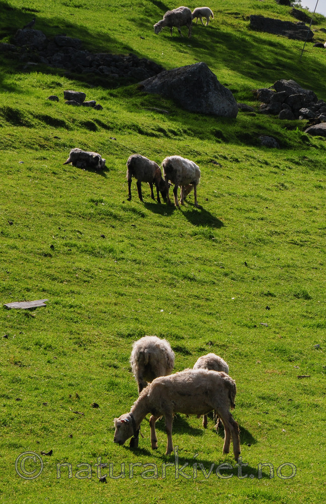 SR0_7298 / Ovis aries / Sau