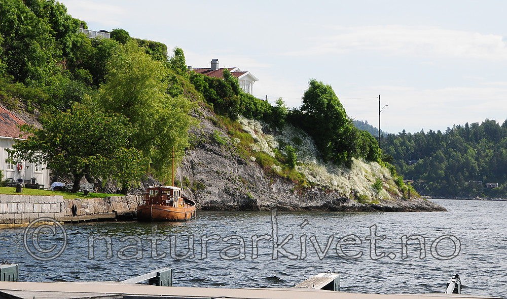 SR0_7343 / Cerastium tomentosum / Filtarve <br /> Syringa vulgaris / Syrin