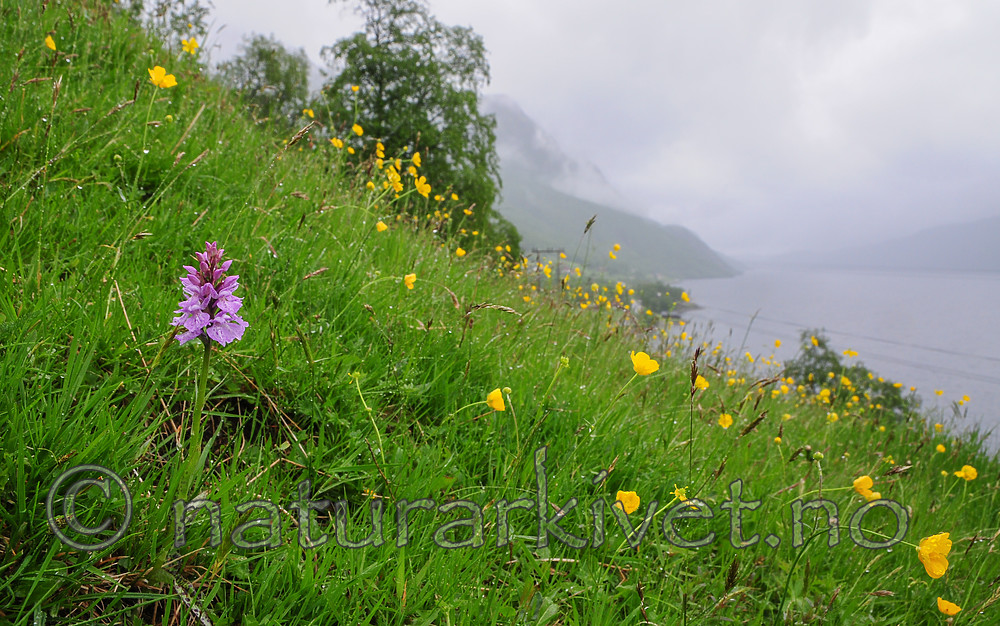 SR0_7417 / Dactylorhiza maculata / Flekkmarihånd