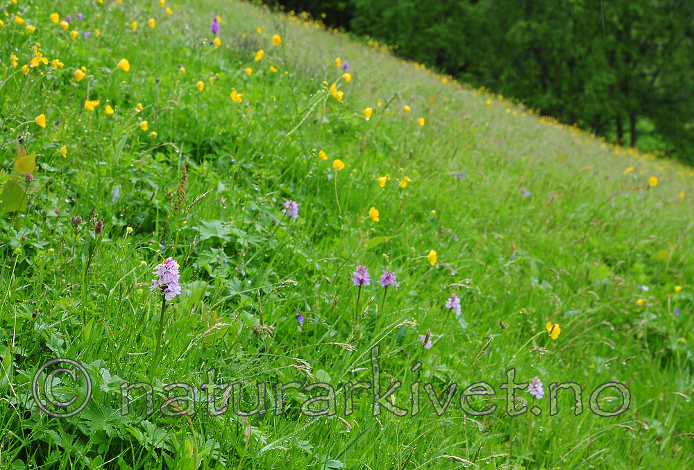 SR0_7421 / Dactylorhiza maculata / Flekkmarihånd