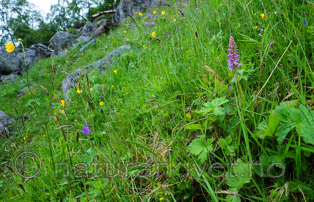 SR0_7438 / Gymnadenia conopsea / Brudespore