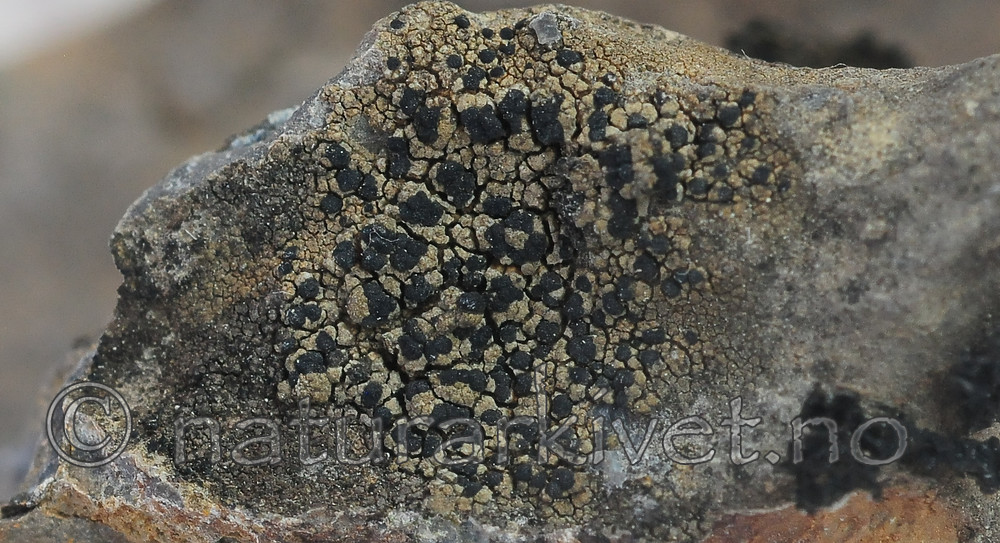 SR0_7461 / Toninia philippea