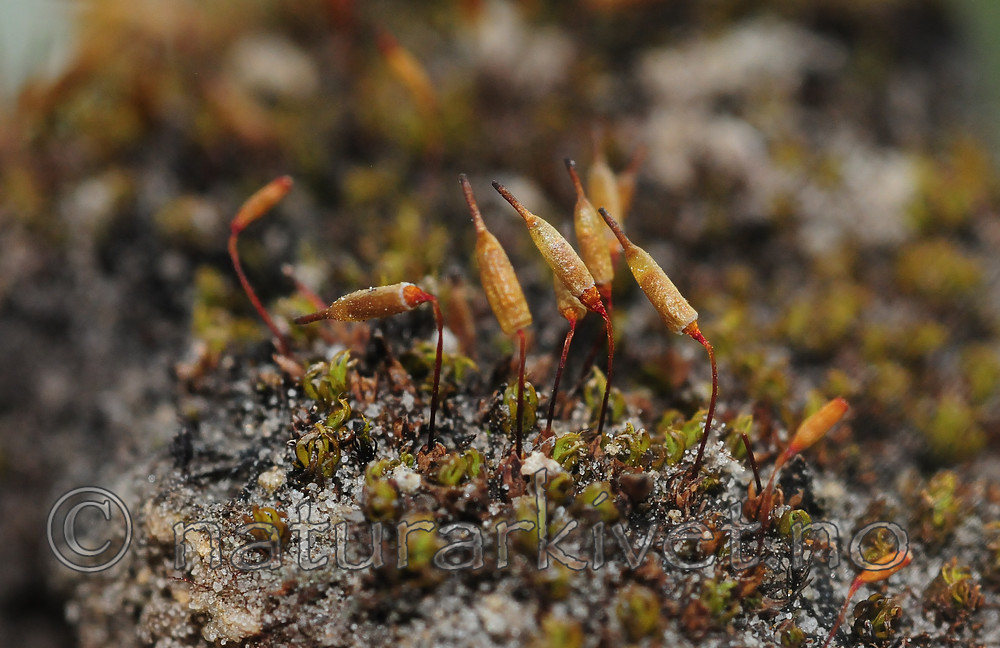 SR0_7502 / Encalypta spathulata / Hårklokkemose