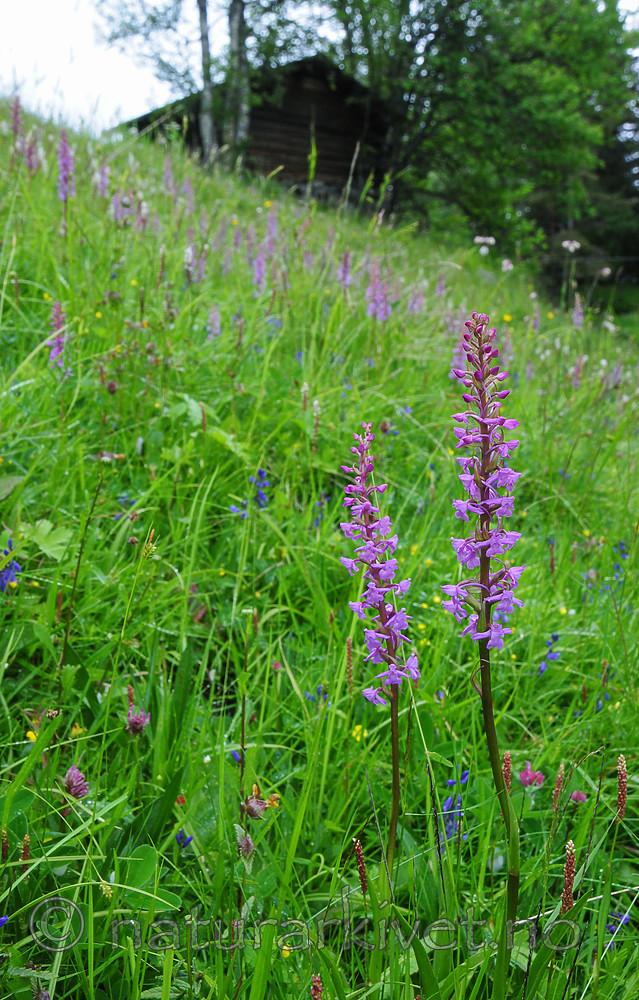 SR0_7546 / Gymnadenia conopsea / Brudespore