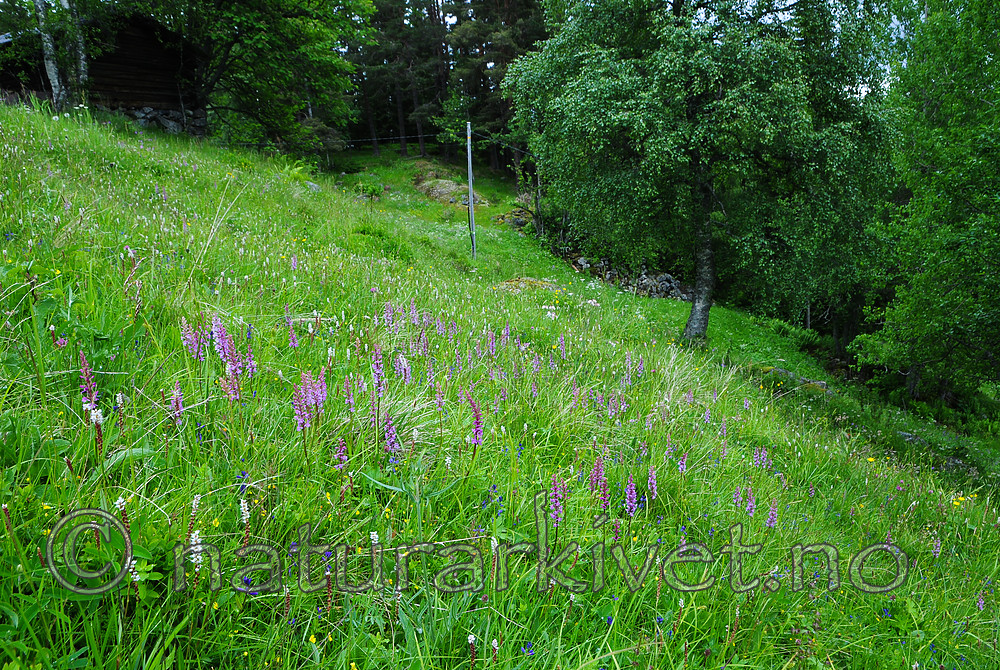 SR0_7556 / Gymnadenia conopsea / Brudespore