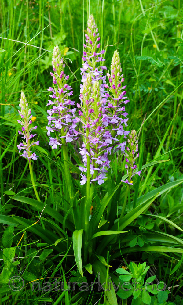 SR0_7700 / Gymnadenia conopsea / Brudespore