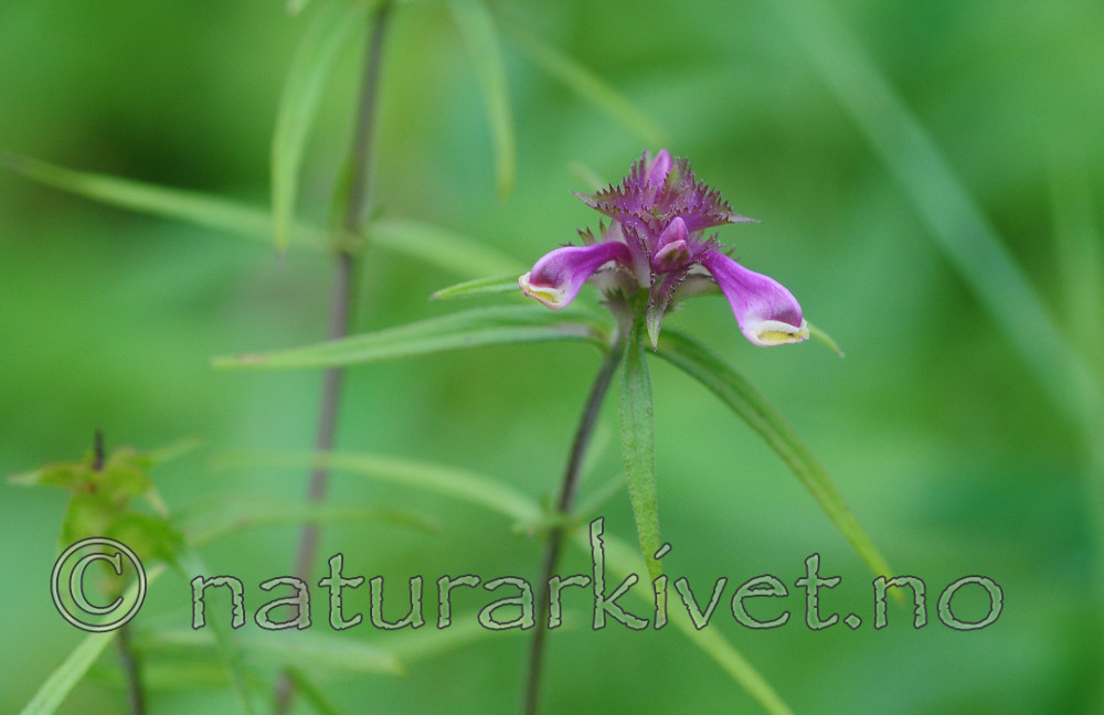 SR0_7787 / Melampyrum cristatum / Kammarimjelle