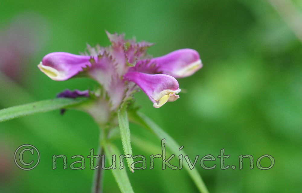 SR0_7794 / Melampyrum cristatum / Kammarimjelle