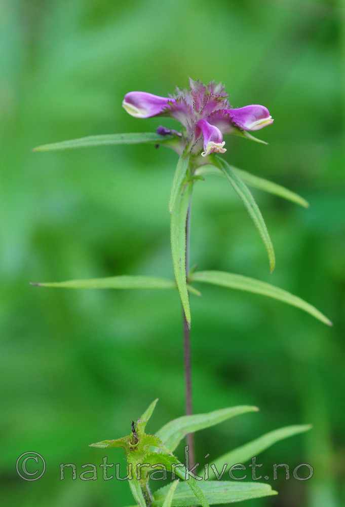 SR0_7809 / Melampyrum cristatum / Kammarimjelle