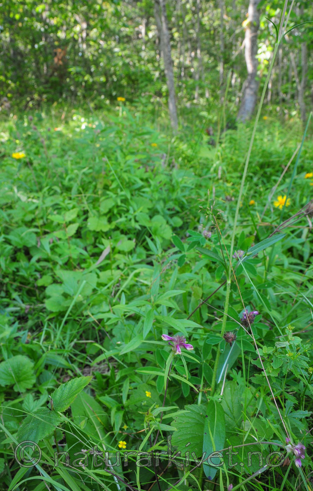 SR0_7816 / Melampyrum cristatum / Kammarimjelle