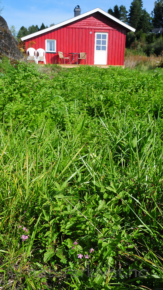 SR0_8027 / Centaurium littorale / Tusengylden