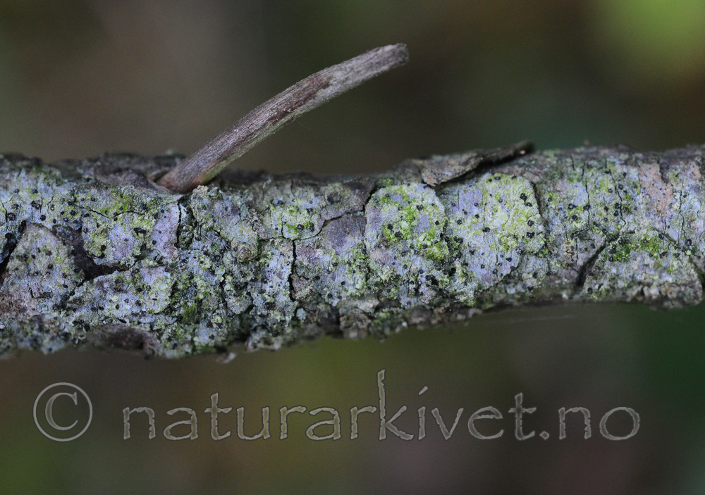 SR0_8368 / Bactrospora brodoi / Taigabendellav