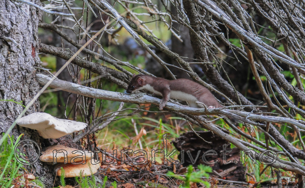 SR0_8455 / Climacocystis borealis / Vasskjuke <br /> Mustela erminea / Røyskatt