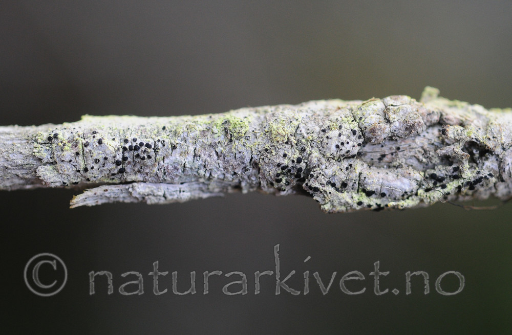 SR0_8466 / Bactrospora brodoi / Taigabendellav