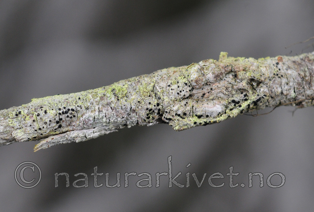 SR0_8475 / Bactrospora brodoi / Taigabendellav