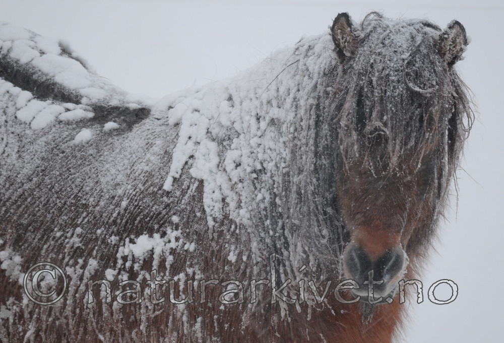 SR0_8936 / Equus caballus / Hest