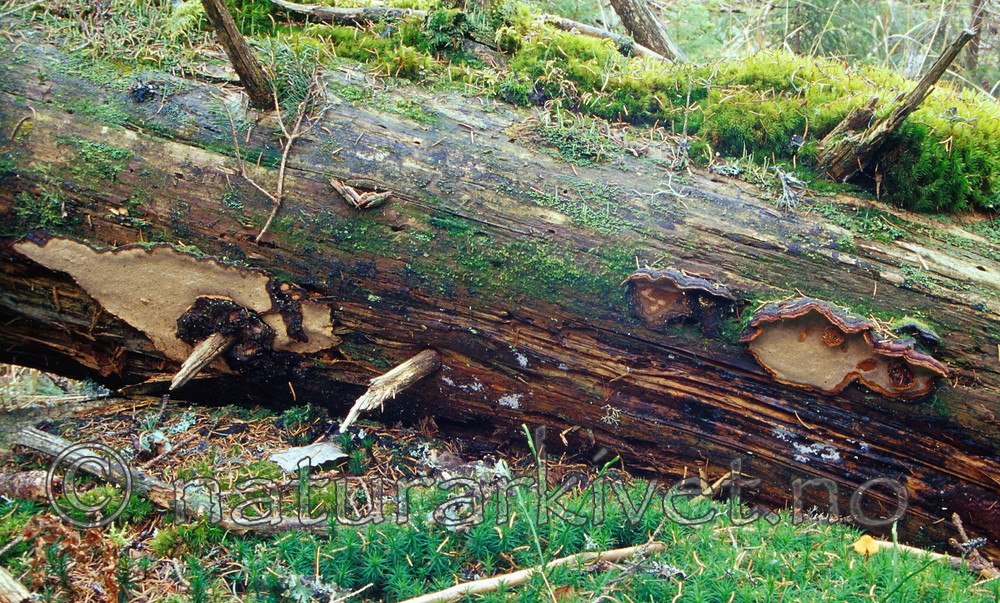 SR504 / Phellinus nigrolimitatus / Svartsonekjuke