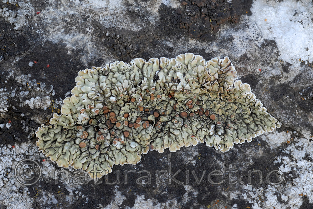 SRE7215 / Squamarina cartilaginea