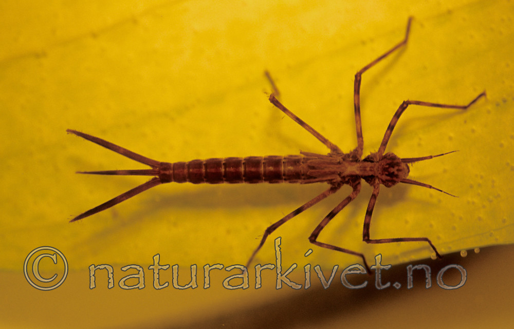 SRn346 / Calopteryx virgo / Blåvingevannymfe