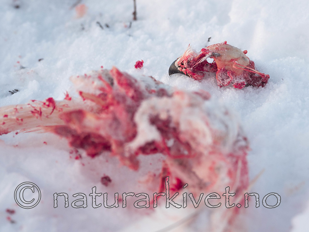 Sir0088-2 / Lagopus lagopus / Lirype