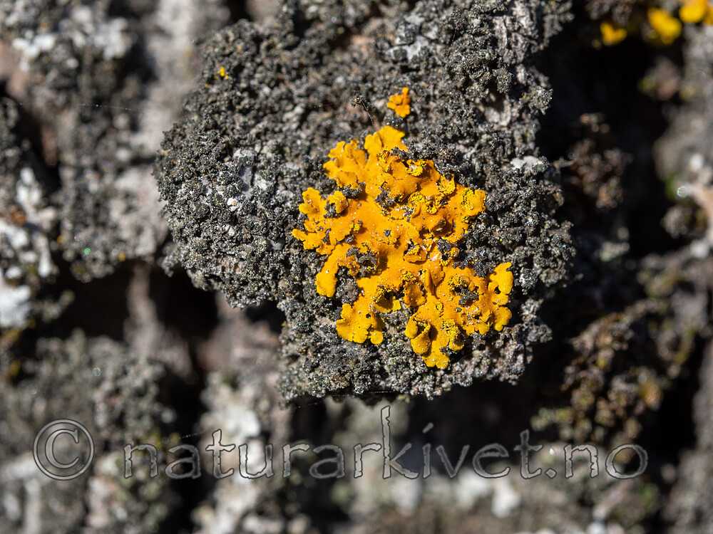 _3080062 / Xanthoria fallax / Buktmessinglav