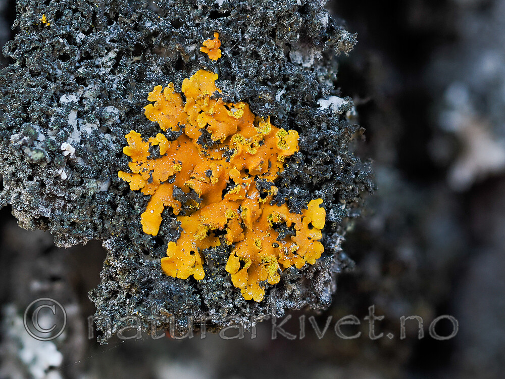 _3080145 / Xanthoria fallax / Buktmessinglav