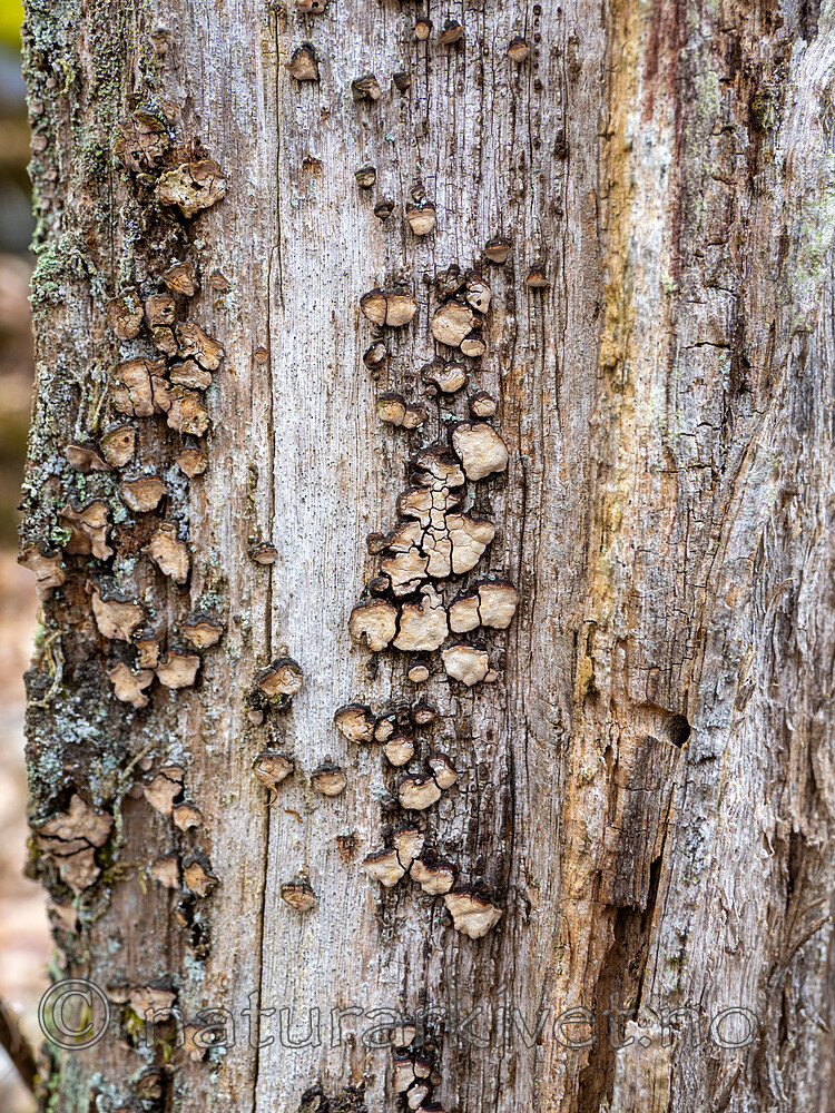 _4140248 / Xylobolus frustulatus / Ruteskorpe