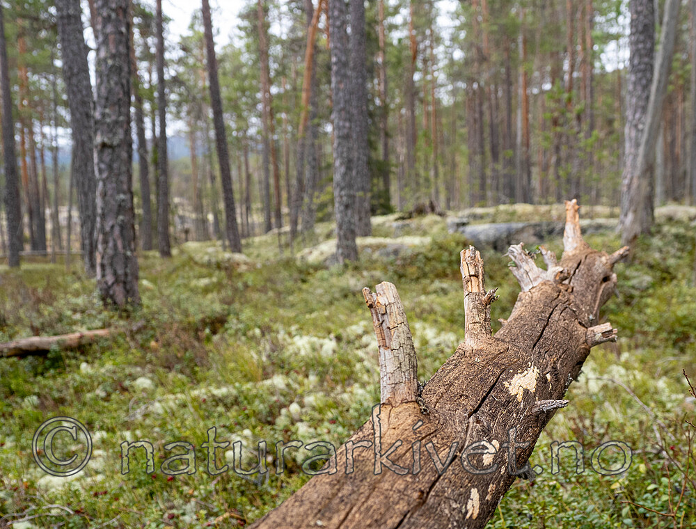 _4230015 / Chaetodermella luna / Furuplett