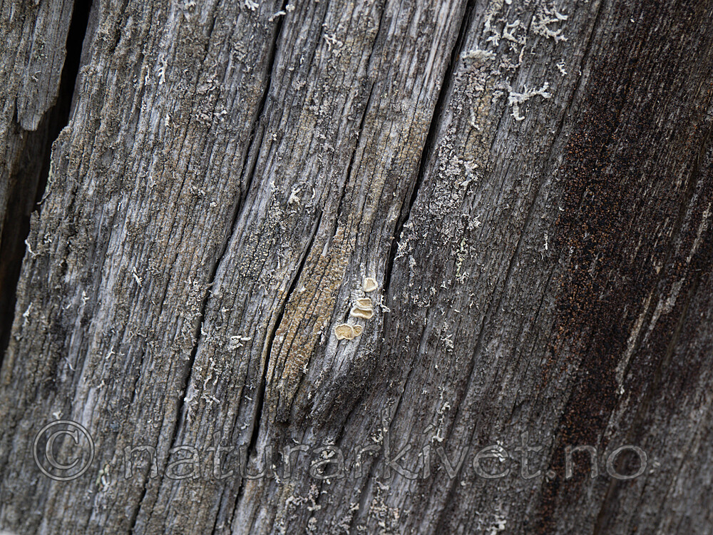 _4230058 / Ochrolechia pseudopallescens