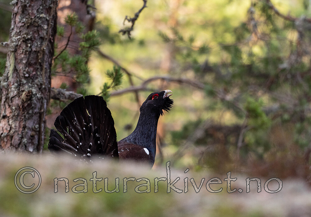 _4235440 / Tetrao urogallus / Storfugl