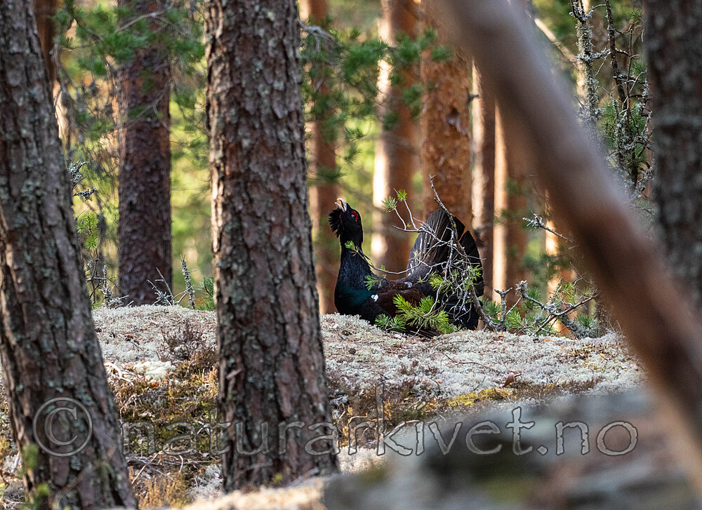 _4235472 / Tetrao urogallus / Storfugl