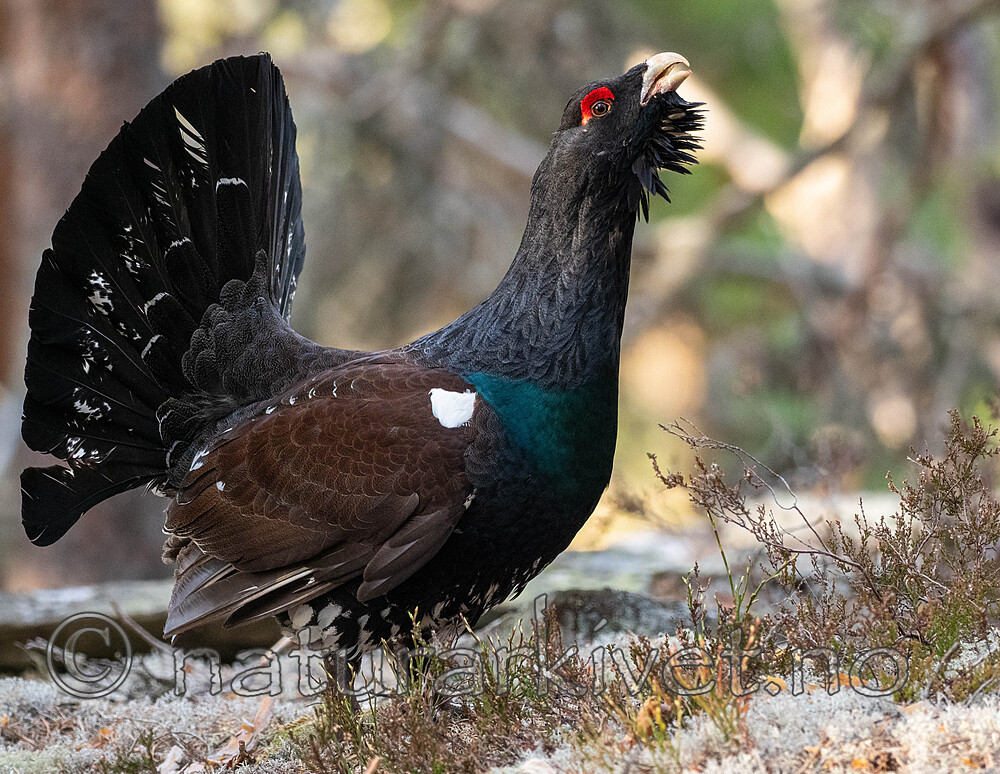 _4235486 / Tetrao urogallus / Storfugl