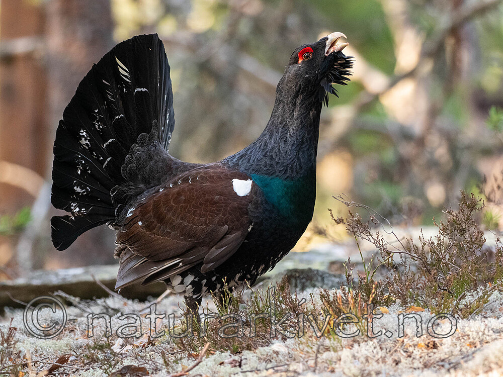 _4235489 / Tetrao urogallus / Storfugl