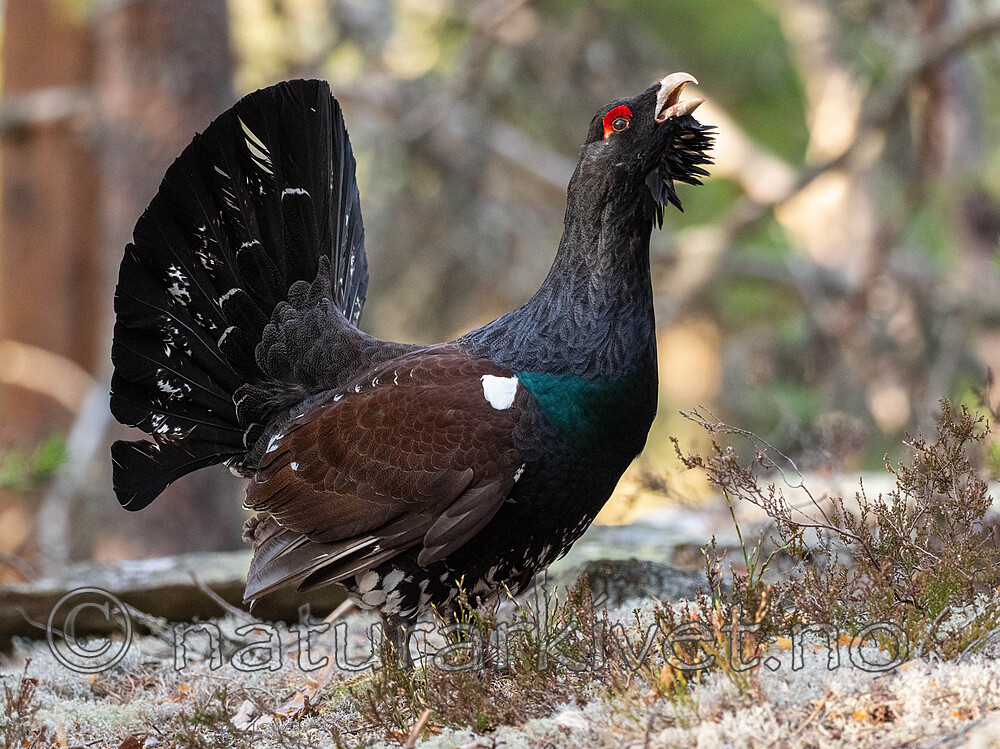 _4235492 / Tetrao urogallus / Storfugl