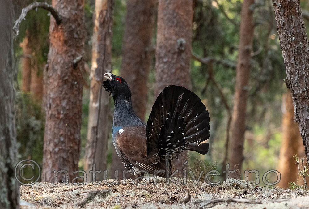 _4235511 / Tetrao urogallus / Storfugl