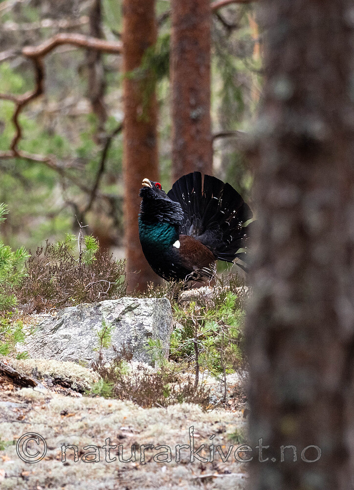 _4235528 / Tetrao urogallus / Storfugl