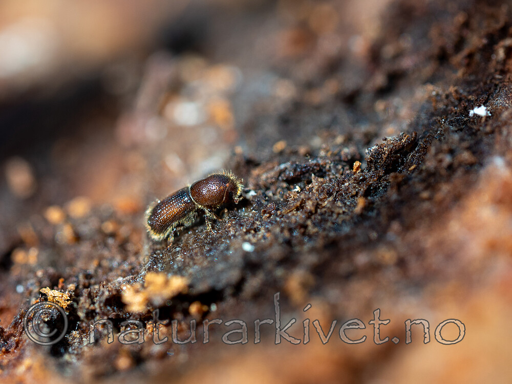 _4240161 / Orthotomicus longicollis