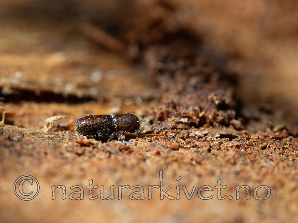 _4240193 / Orthotomicus longicollis