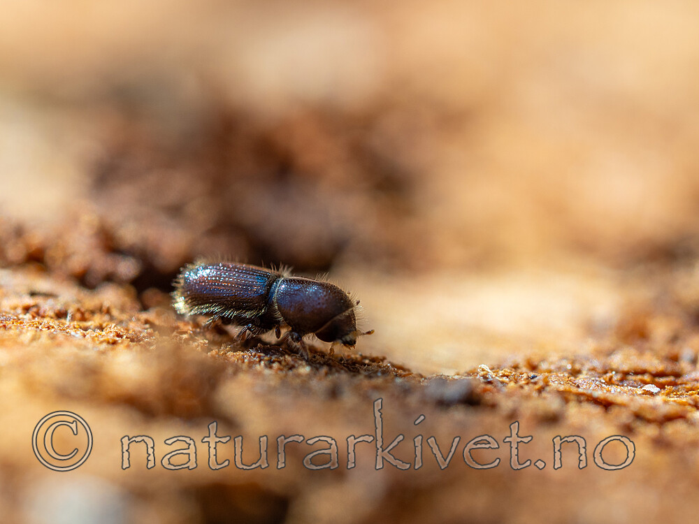 _4240195 / Orthotomicus longicollis