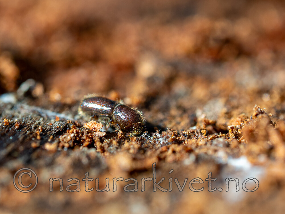 _4240223 / Orthotomicus longicollis