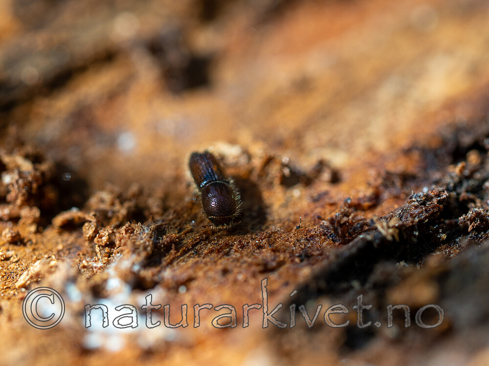 _4240264 / Orthotomicus longicollis