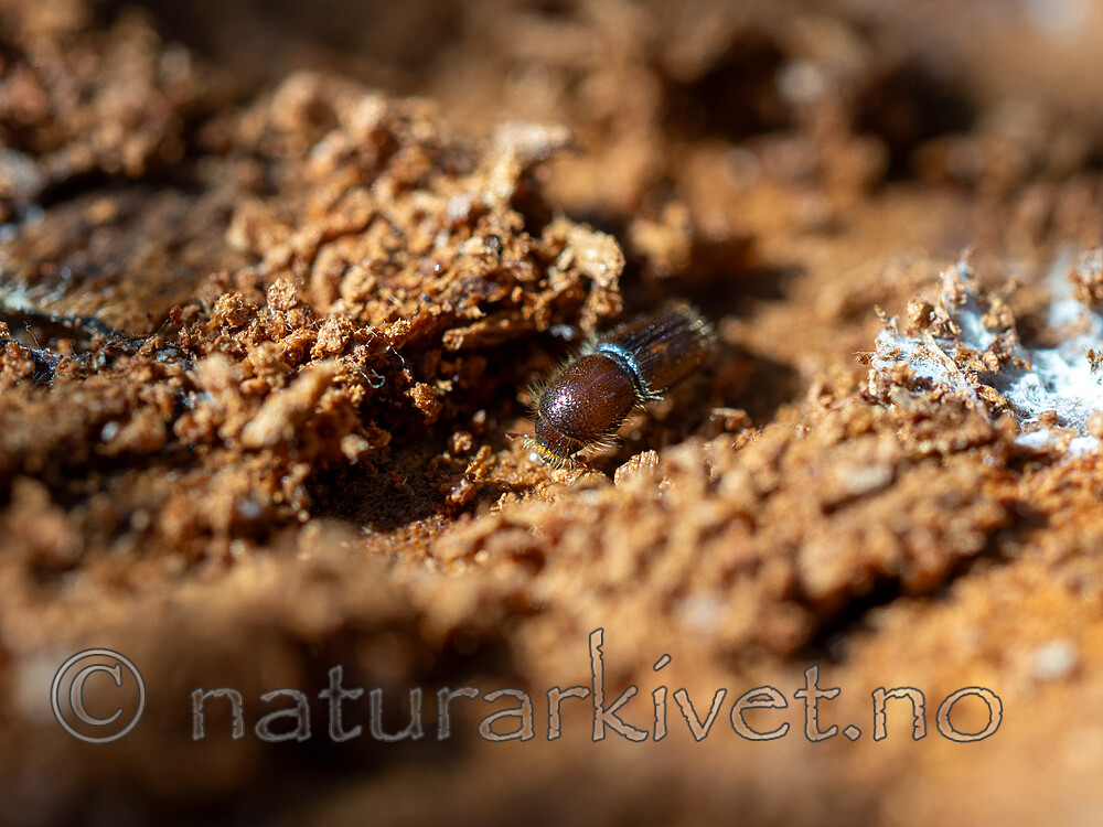 _4240286 / Orthotomicus longicollis