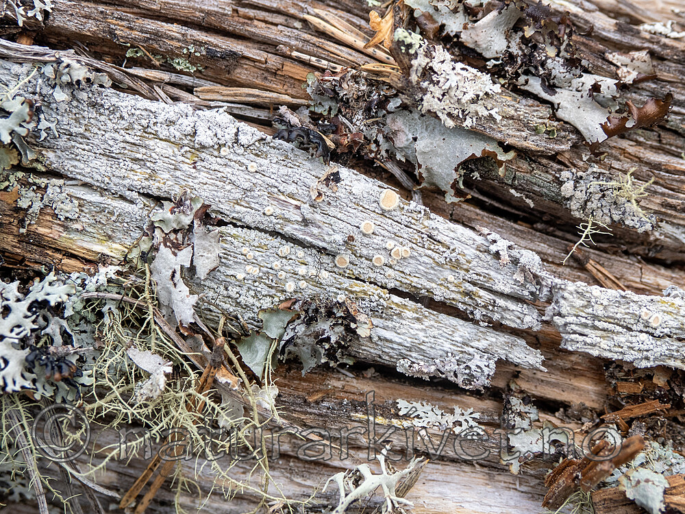 _5040019 / Ochrolechia alboflavescens