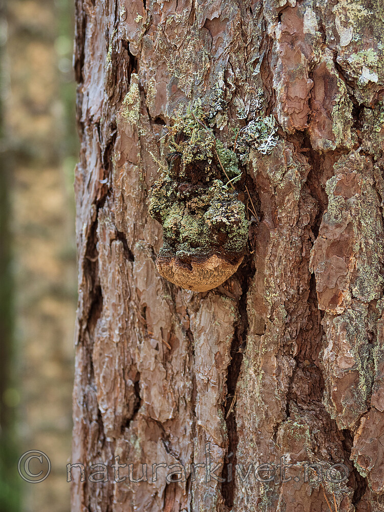 _5065635 / Phellinus pini / Furustokkjuke