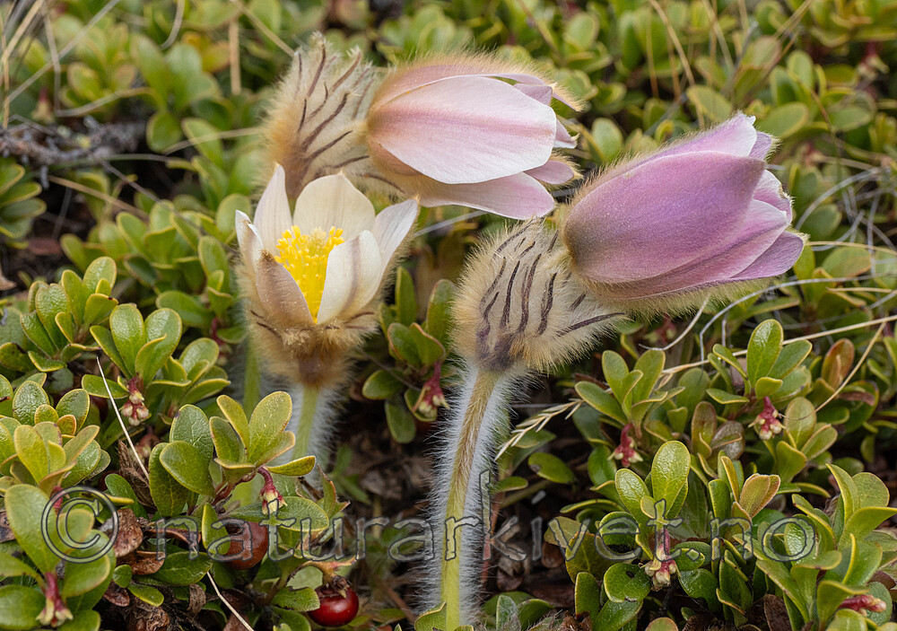 _5070415 / Pulsatilla vernalis / Mogop