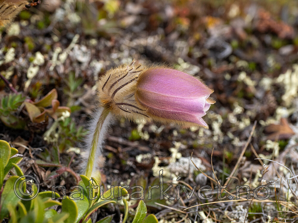 _5070422 / Pulsatilla vernalis / Mogop