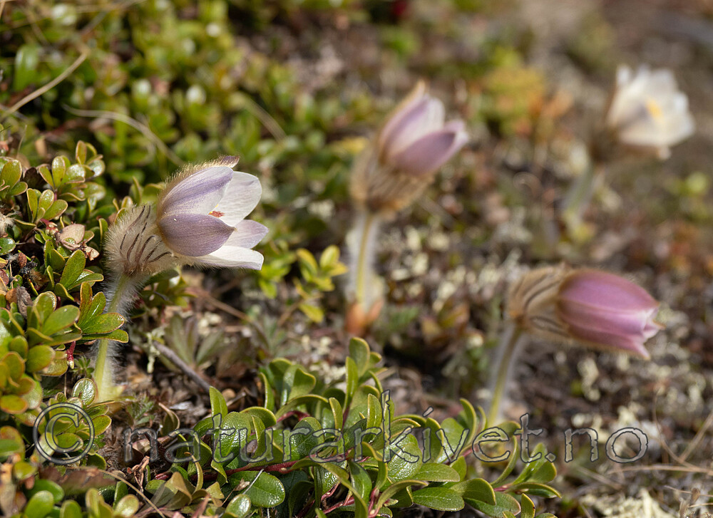 _5070457 / Pulsatilla vernalis / Mogop