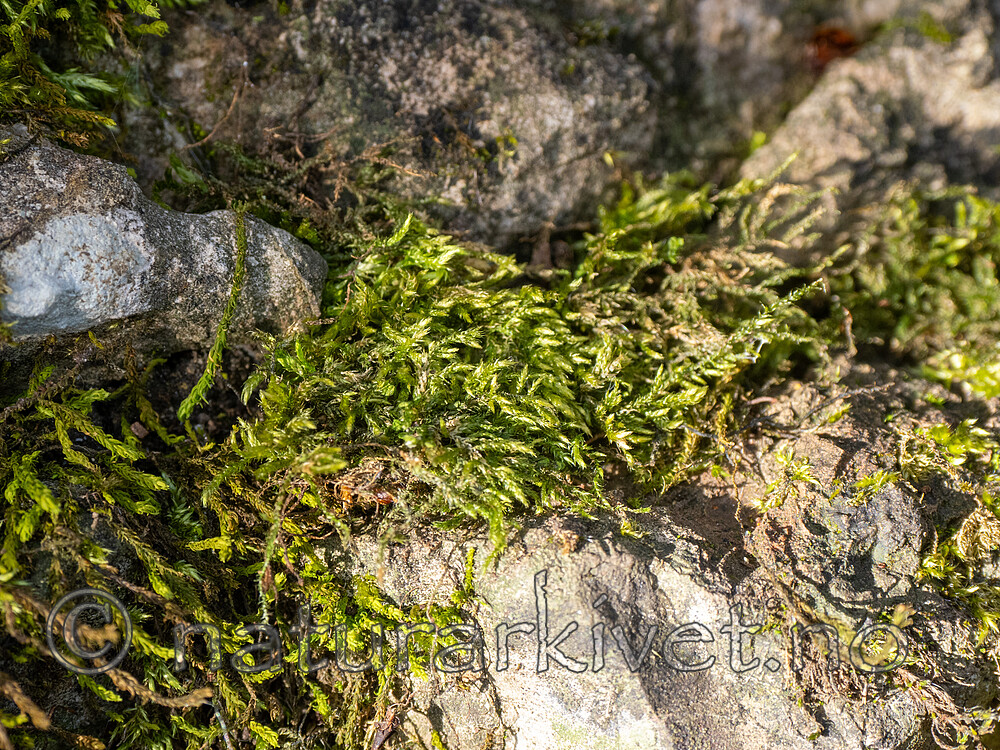 _5090151 / Plasteurhynchium striatulum / Bergmoldmose