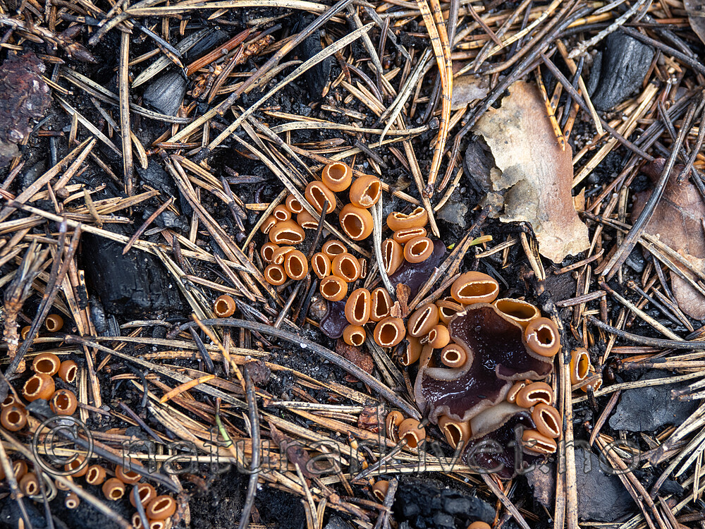 _5100174 / Geopyxis carbonaria / Gulbrunt bålbeger