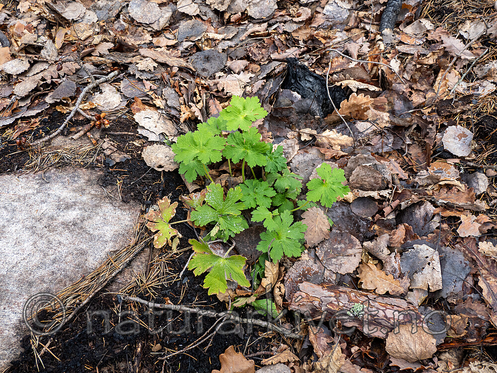 _5100201 / Geranium bohemicum / Bråtestorkenebb